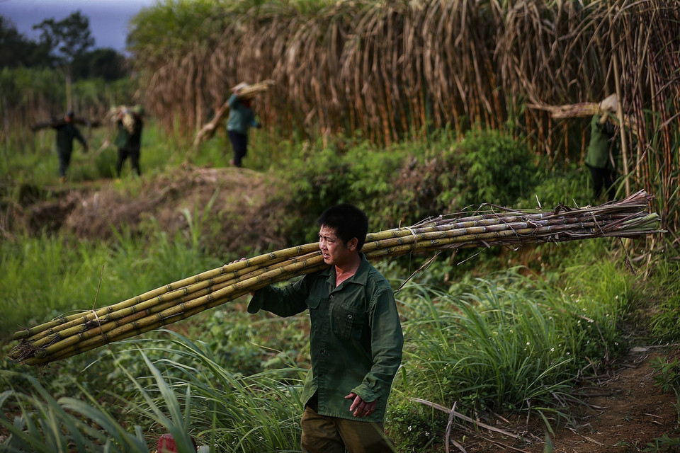 Những người công nhân vác mía thuê tại một ruộng mía xã Tử Nê, họ sẽ vận chuyển một quãng đường khoang 300m với bó mía 30kg trên vai. (Ảnh: Trọng Đạt/TTXVN)