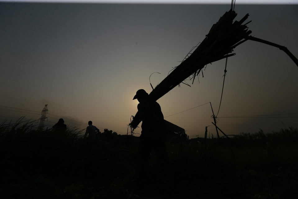 Những người thu hoạch mía miệt mài với công việc của mình trong buổi chiều muộn. (Ảnh: Trọng Đạt/TTXVN)
