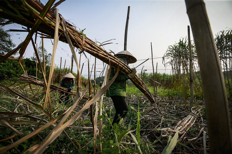 Những người công nhân vác mía thuê tại một ruộng mía xã Tử Nê, họ sẽ vận chuyển một quãng đường khoang 300m với bó mía 30kg trên vai. (Ảnh: Trọng Đạt/TTXVN)