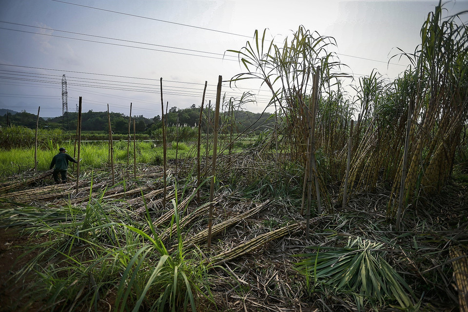 Những bó mía trắng được bó cẩn thận trên ruộng chờ người vận chuyển ra xe ôtô thu mua. (Ảnh: Trọng Đạt/TTXVN)