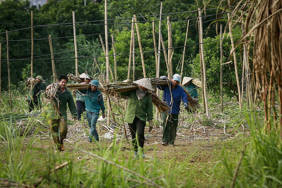 Theo chia sẻ của anh Minh (trấn Mãn Đức) thì mía năm nay giá rẻ hơn mọi năm khoảng 2.000-3.000 đồng, tuy nhiên chất lượng vẫn luôn giữ vững được thương hiệu mía Tân Lạc. (Ảnh: Trọng Đạt/TTXVN)