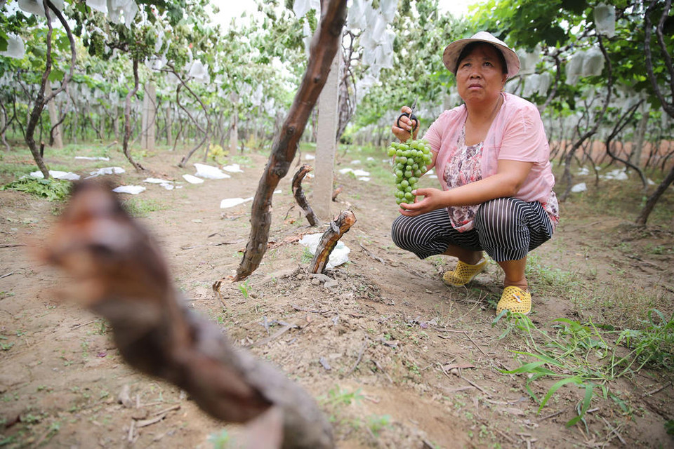 Người nông dân buồn bã cầm chùm nho sắp đến ngày thu hoạch.
