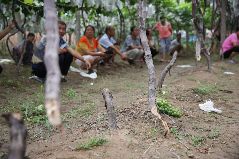 Một nông dân cho biết: 'Hàng chục nghìn gốc nho bị chặt trong đêm. Những cây nho này đã được trồng hơn 10 năm và chúng tôi đang đợi đến cuối tháng Tám để thu hoạch.'