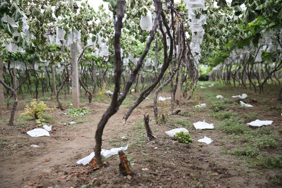 10 hộ nông dân ở quận Bá Kiều, thành phố Tây An, Trung Quốc, buồn bã nhìn những gốc nho của họ bị chặt trong đêm mà không biết nguyên nhân. (Nguồn: QQ)