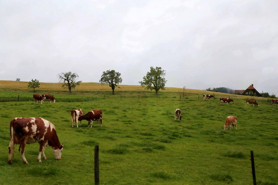 Đàn bò sữa đủng đỉnh gặm cỏ sau những ngôi làng lúp xúp xinh xắn. Khung cảnh nên thơ, ấm cúng giống như trong những câu chuyện cổ tích. (Ảnh: Quang Hải/TTXVN)