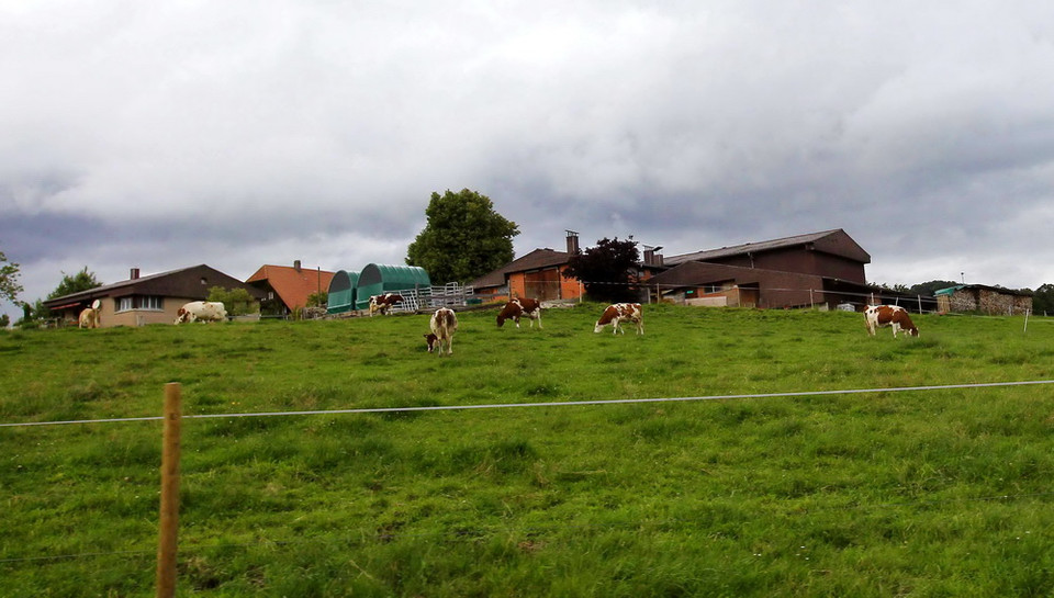 Đàn bò sữa đủng đỉnh gặm cỏ sau những ngôi làng lúp xúp xinh xắn. Khung cảnh nên thơ, ấm cúng giống như trong những câu chuyện cổ tích. (Ảnh: Quang Hải/TTXVN)