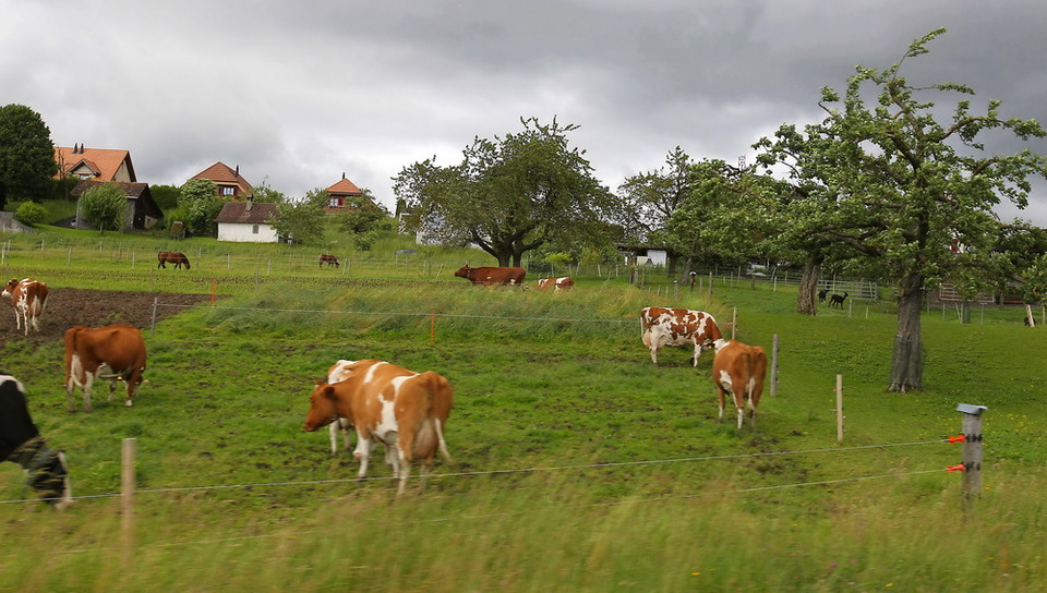 Đàn bò sữa đủng đỉnh gặm cỏ sau những ngôi làng lúp xúp xinh xắn. Khung cảnh nên thơ, ấm cúng giống như trong những câu chuyện cổ tích. (Ảnh: Quang Hải/TTXVN)
