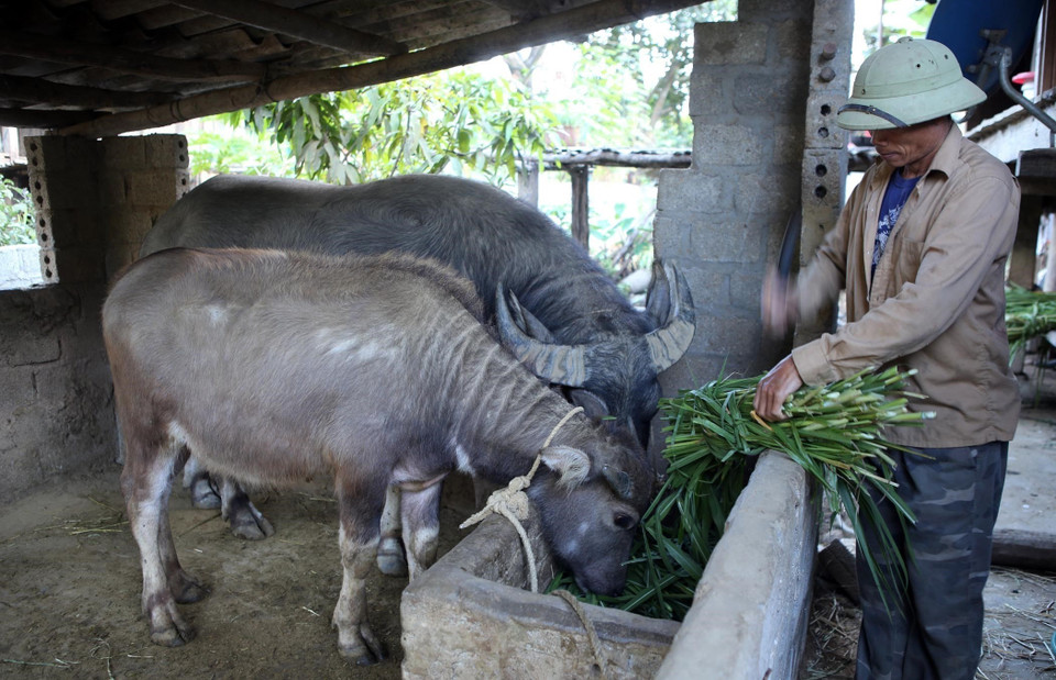 Nhiều gia đình đặc biệt khó khăn dân tộc Lự tại xã Bản Hon (Tam Đường, Lai Châu) được cấp trâu giống, trâu sinh sản tạo sinh kế, góp phần phát triển kinh tế vươn lên thoát nghèo. (Ảnh: Quý Trung/TTXVN)
