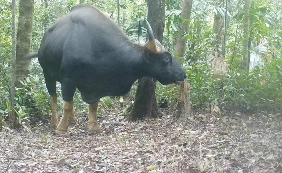Bò tót (tên khoa học là Bos gaurus) được chụp bằng bẫy ảnh tại Khu Dự trữ Thiên nhiên Động Châu-Khe Nước Trong. (Ảnh: TTXVN phát)