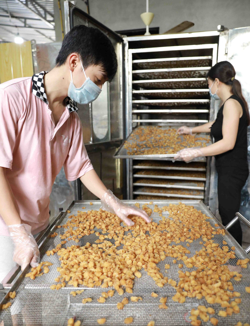 Hợp tác xã nông sản Toàn Phát, xã Bình Kiều, huyện Khoái Châu, tỉnh Hưng Yên chuyên sấy khô các loại nông sản, vụ nhãn năm 2020, cơ sở này có kế hoạch sấy khô khoảng 100 tấn quả nhãn tươi (tương đương 10 tấn long nhãn), đạt doanh thu khoảng 800 triệu đồng, tạo việc làm cho 50 lao động. (Ảnh: Vũ Sinh/TTXVN)