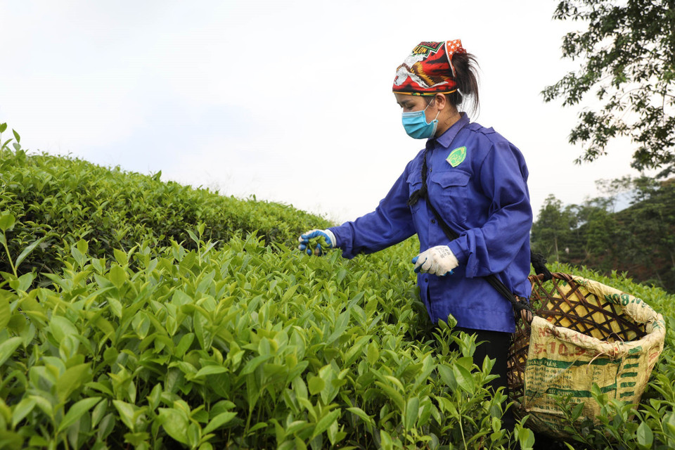 Hái chè thủ công tại Hợp tác xã sản xuất chè an toàn xã Long Cốc. (Ảnh: Anh Tuấn/TTXVN)