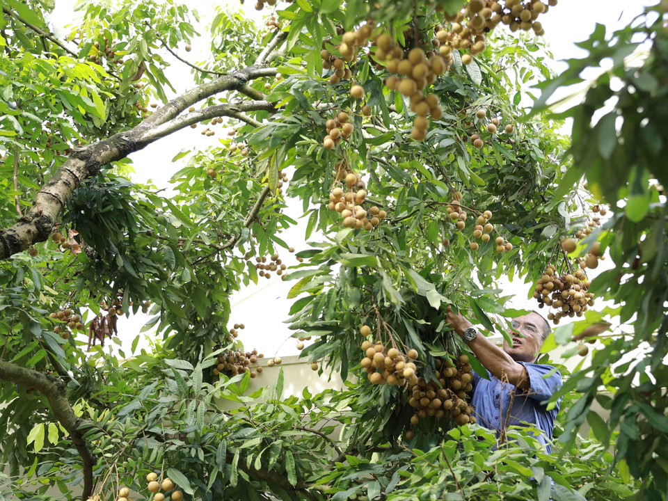 Năm 2020, hộ nông dân Nguyễn Thị Thương ở xã Hàm Tử, huyện Khoái Châu, tỉnh Hưng Yên có diện tích hơn 3ha trồng nhãn theo tiêu chuẩn Vietgap, dự kiến năm nay cho thu hoạch khoảng 70-80 tấn quả tươi. (Ảnh: Vũ Sinh/TTXVN)