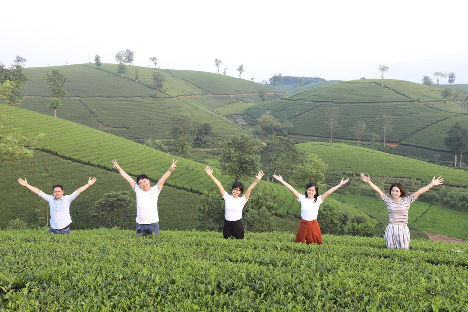 Nhiều du khách đã tìm đến Long Cốc để được trải nghiệm trên những đồi chè. (Ảnh: Anh Tuấn/TTXVN)