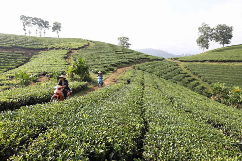 Những đồi chè đã cho thu hoạch ở xã Long Cốc. (Ảnh: Anh Tuấn/TTXVN)