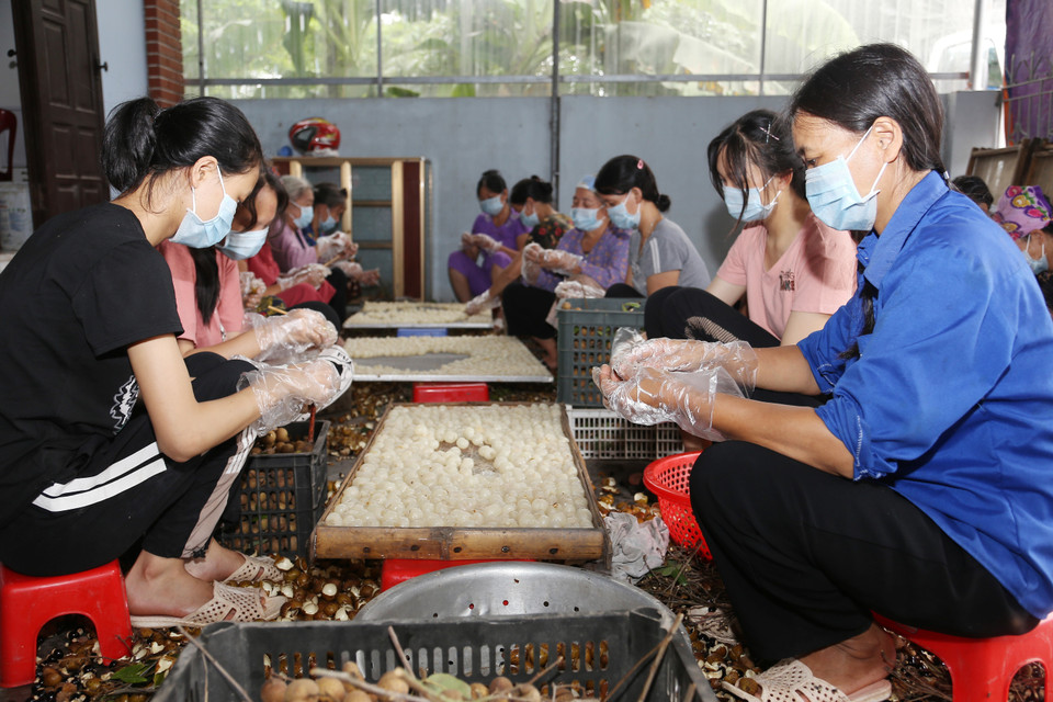 Hợp tác xã nông sản Toàn Phát, xã Bình Kiều, huyện Khoái Châu, tỉnh Hưng Yên chuyên sấy khô các loại nông sản, vụ nhãn năm 2020, cơ sở có kế hoạch sấy khô khoảng 100 tấn quả nhãn tươi (tương đương 10 tấn long nhãn), đạt doanh thu khoảng 800 triệu đồng, tạo việc làm cho 50 lao động. (Ảnh: Vũ Sinh/TTXVN)
