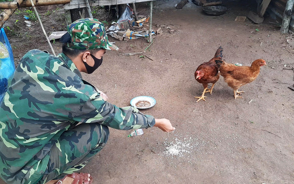 Chiến sỹ bộ đội biên phòng Quảng Trị trên chốt biên giới chăn nuôi thêm gia cầm để cải thiện bữa ăn. (Ảnh: Hồ Cầu/TTXVN)