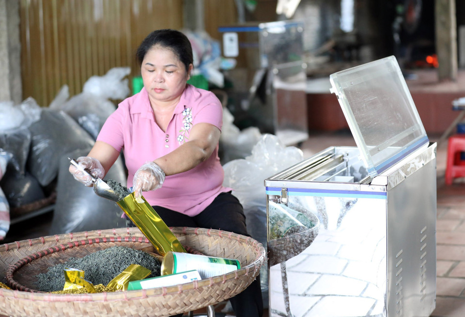 Chị Phạm Thị Hạnh, Giám đốc Hợp tác xã sản xuất chè an toàn xã Long Cốc đóng gói sản phẩm. Từ món vay chương trình hộ nghèo 3 triệu đồng, gia đình chị đã vươn lên thoát nghèo, làm Giám đốc hợp tác xã và đang bao tiêu cho 24/40 ha chè của 12 thành viên sản xuất chè giá trị cao, tạo việc làm thường xuyên cho 20 lao động với mức lương 4-5 triệu đồng/tháng. (Ảnh: Anh Tuấn/TTXVN)