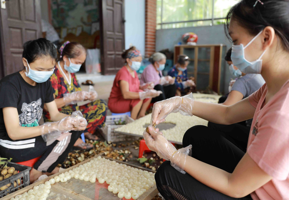 Hợp tác xã nông sản Toàn Phát, xã Bình Kiều, huyện Khoái Châu, tỉnh Hưng Yên chuyên sấy khô các loại nông sản, vụ nhãn năm 2020, cơ sở có kế hoạch sấy khô khoảng 100 tấn quả nhãn tươi (tương đương 10 tấn long nhãn), đạt doanh thu khoảng 800 triệu đồng, tạo việc làm cho 50 lao động. (Ảnh: Vũ Sinh/TTXVN)