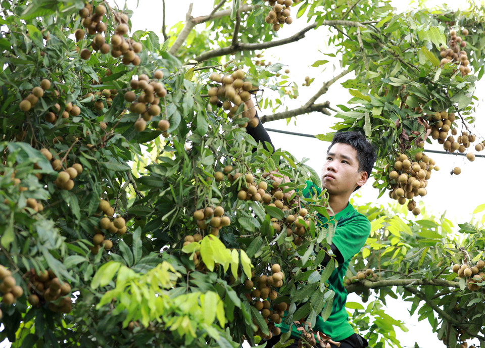 Thu hoạch nhãn tại hộ nông dân Nguyễn Thị Thương, thành viên Hợp tác xã nhãn lồng Miền Thiết ở xã Hàm Tử, huyện Khoái Châu, tỉnh Hưng Yên. (Ảnh: Vũ Sinh/TTXVN)
