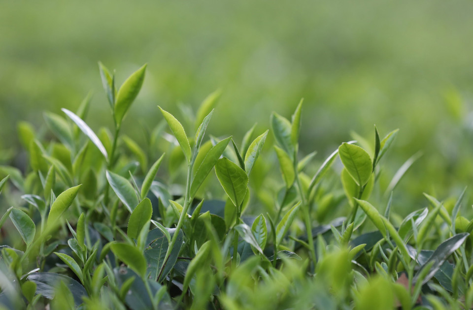 Những búp chè đồi ở Long Cốc. (Ảnh: Anh Tuấn/TTXVN)