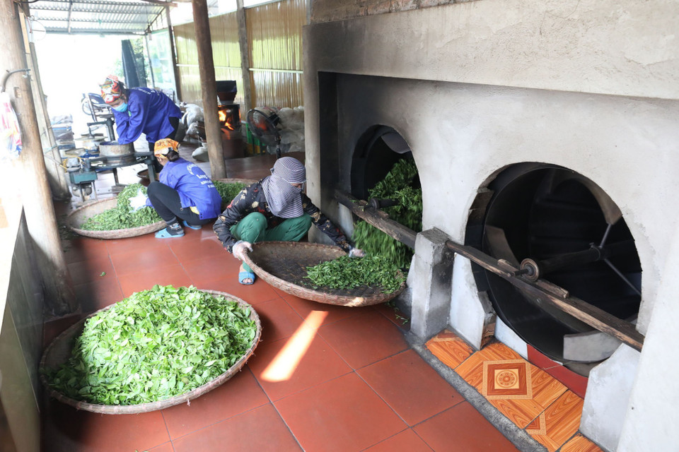 Chế biến chè tại Hợp tác xã sản xuất chè an toàn xã Long Cốc. (Ảnh: Anh Tuấn/TTXVN)