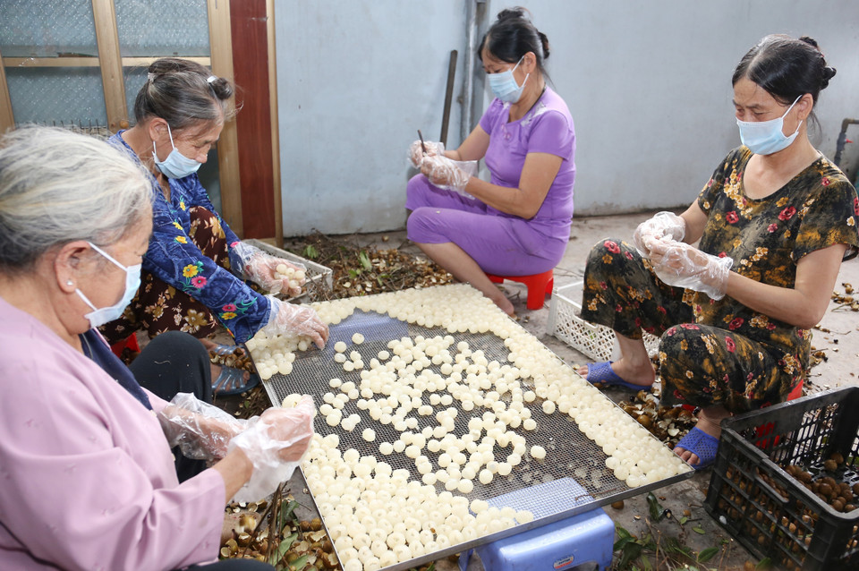 Hợp tác xã nông sản Toàn Phát, xã Bình Kiều, huyện Khoái Châu, tỉnh Hưng Yên chuyên sấy khô các loại nông sản, vụ nhãn năm 2020, cơ sở này có kế hoạch sấy khô khoảng 100 tấn quả nhãn tươi (tương đương 10 tấn long nhãn), đạt doanh thu khoảng 800 triệu đồng, tạo việc làm cho 50 lao động. (Ảnh: Vũ Sinh/TTXVN)