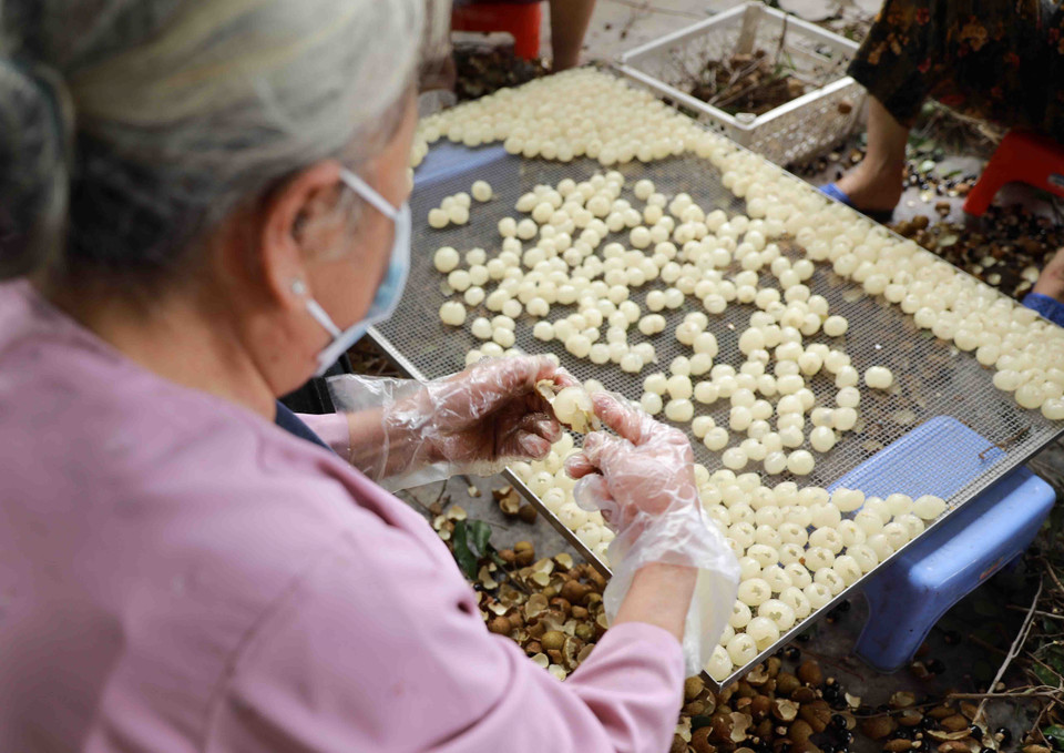 Hợp tác xã nông sản Toàn Phát, xã Bình Kiều, huyện Khoái Châu, tỉnh Hưng Yên chuyên sấy khô các loại nông sản, vụ nhãn năm 2020, cơ sở có kế hoạch sấy khô khoảng 100 tấn quả nhãn tươi (tương đương 10 tấn long nhãn), đạt doanh thu khoảng 800 triệu đồng, tạo việc làm cho 50 lao động. (Ảnh: Vũ Sinh/TTXVN)