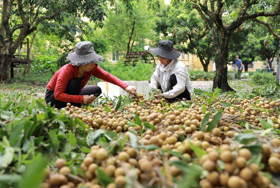 Thu hoạch nhãn tại hộ nông dân Nguyễn Thị Thương, thành viên Hợp tác xã nhãn lồng Miền Thiết ở xã Hàm Tử, huyện Khoái Châu, tỉnh Hưng Yên. (Ảnh: Vũ Sinh/TTXVN)