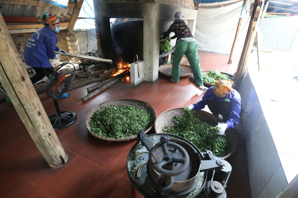 Long Cốc là xã khu vực 2 thuộc huyện miền núi nghèo Tân Sơn của tỉnh Phú Thọ với đa số đồng bào dân tộc Mường sinh sống chủ yếu bằng nghề trồng và chế biến chè. Năm 2016, tỷ lệ hộ nghèo của toàn xã là 201/830 hộ, chiếm 24,21%. (Ảnh: Anh Tuấn/TTXVN)