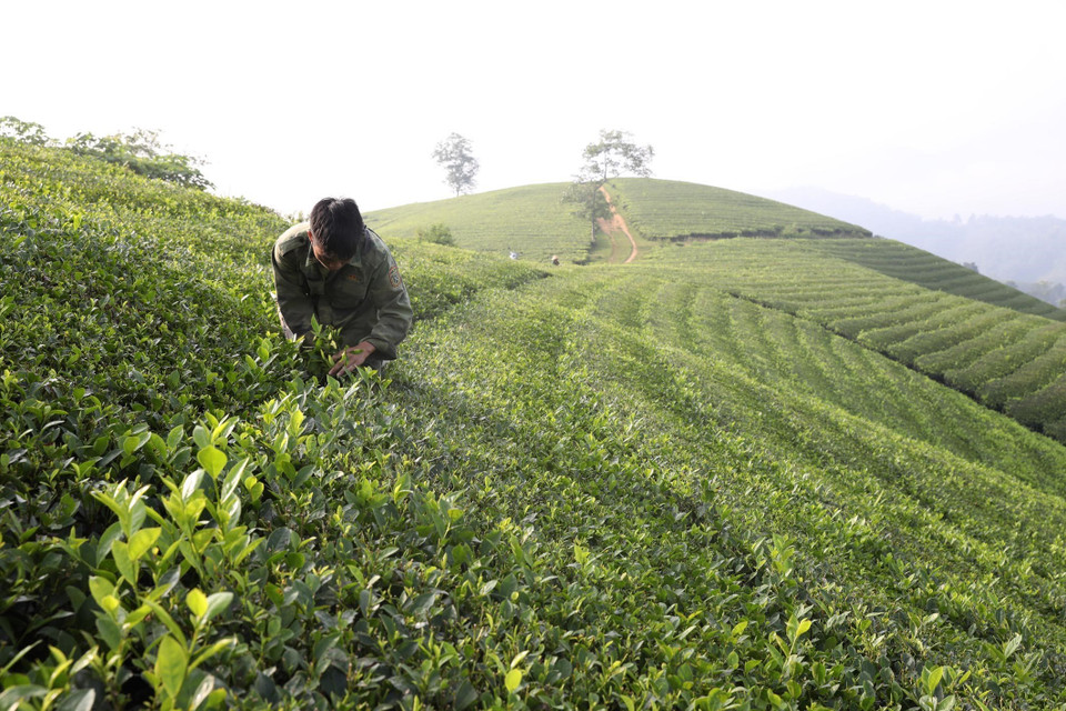 Cắt lại những búp chè còn sót sau khi cắt máy tại đồi Bông, xã Long Cốc. (Ảnh: Anh Tuấn/TTXVN)