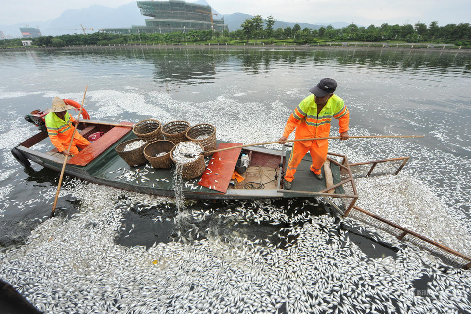 Thu dọn những con cá chết. (Nguồn: QQ)