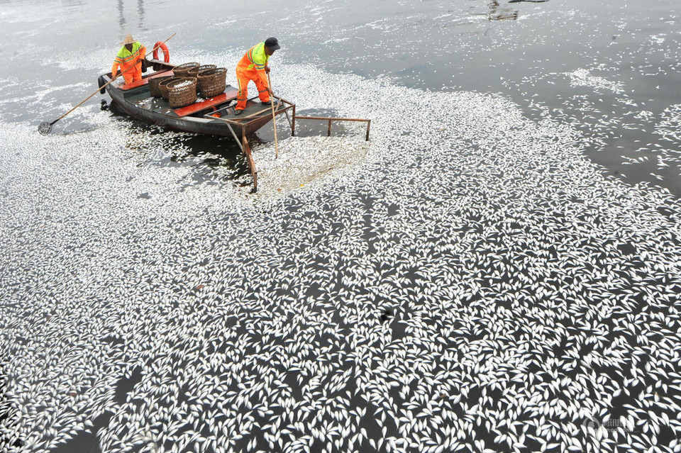 Hiện tượng cá chết hàng loạt thường xuyên xảy ra ở khu vực sông, hồ ở Trung Quốc. (Nguồn: QQ)