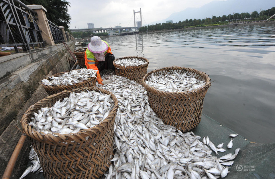 Thu dọn những con cá chết. (Nguồn: QQ)