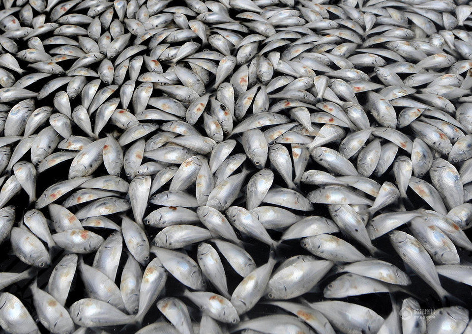 Theo Trung tâm kỹ thuật ngư nghiệp và hải dương thành phố Phúc Châu, đây là giống cá mòi nhỏ. Chúng di cư đến khu vực sông này nhưng chết hàng loạt do độ mặn của nước không phù hợp. (Nguồn: QQ)