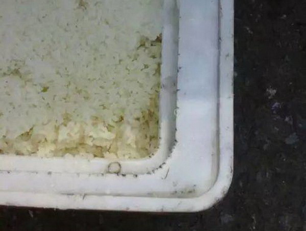 Phụ huynh của một trường tiểu học ở Tiêu Sơn, Hàng Châu, Trung Quốc đã đăng tải những hình ảnh về 'bữa trưa dinh dưỡng' của học sinh khiến nhiều phụ khác cảm thấy sửng sốt. 'Bữa trưa dinh dưỡng' gồm cơm sống, thức ăn có cả sâu và được đựng trong những thùng xốp bẩn thỉu. (Nguồn: QQ)