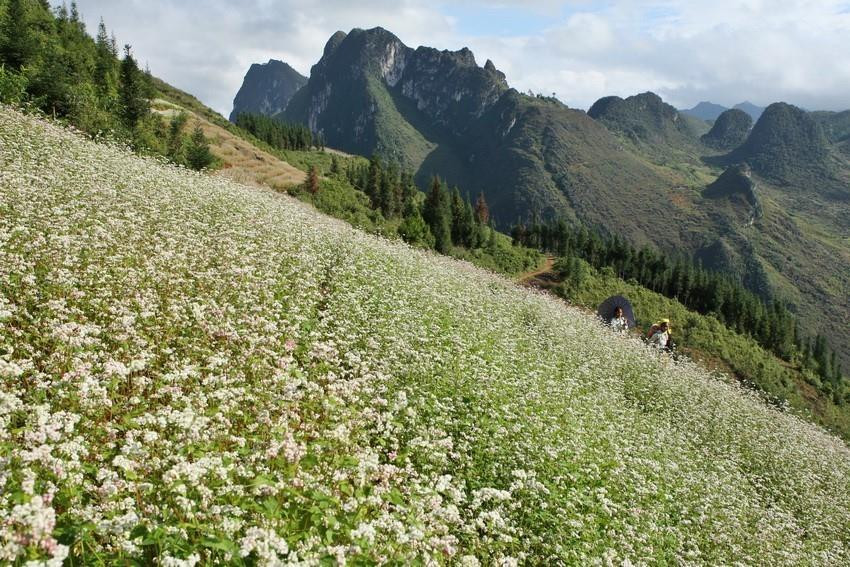 Mùa hoa tam giác mạch ở Đồng Văn (Hà Giang). (Ảnh: Minh Quyết/TTXVN)
