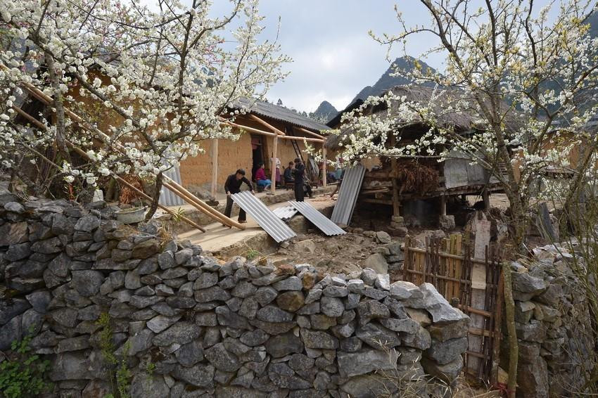 Màu trắng hoa mận bên những bức tường đá tạo nên vẻ đẹp quyến rũ nơi vùng cao. (Ảnh: Thanh Hà/TTXVN)