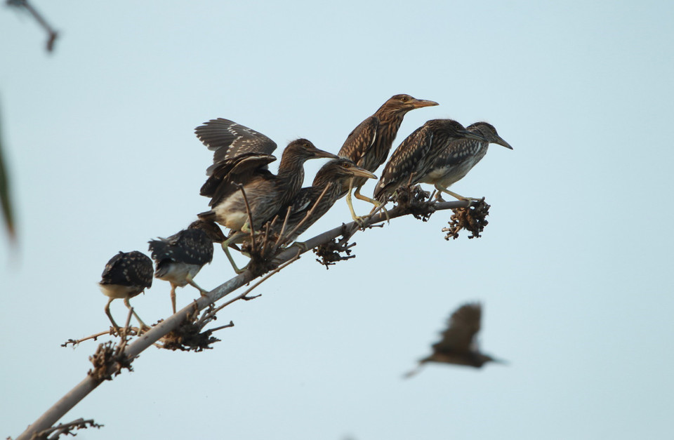 Cò về đậu trên những cành tre, cành trúc tại đảo cò. (Ảnh: Phạm Kiên/TTXVN)