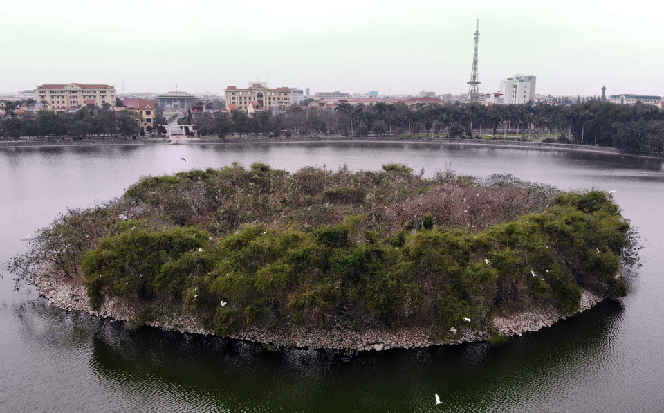 Đảo cò ở thành phố Hưng Yên. (Ảnh: Phạm Kiên/TTXVN)