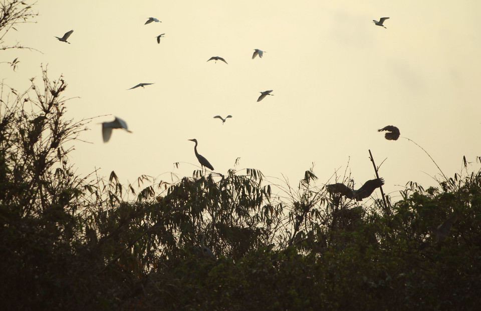 Những cánh cò trắng chao liệng giữa lòng thành phố. (Ảnh: Phạm Kiên/TTXVN)