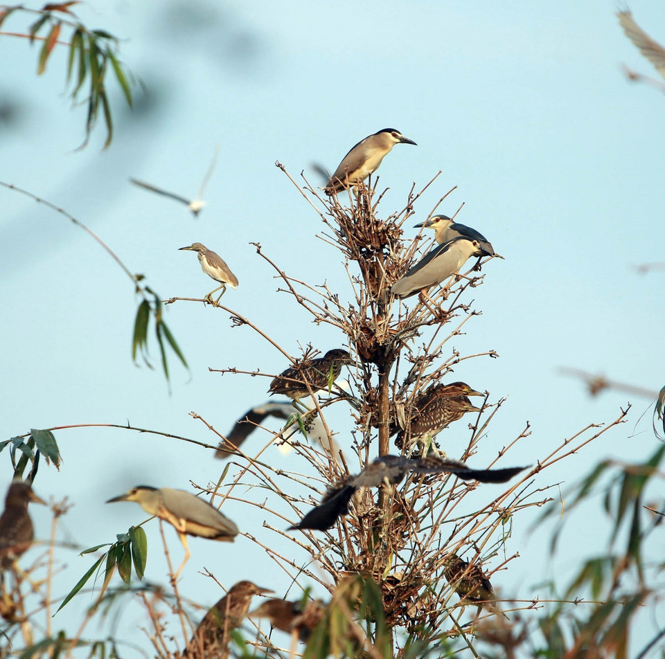 Cò về đậu trên những cành tre, cành trúc tại đảo cò. (Ảnh: Phạm Kiên/TTXVN)