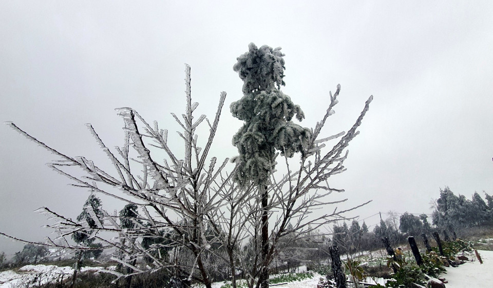 Mưa tuyết bao phủ trên các cành cây. (Ảnh: Quốc Khánh/TTXVN)