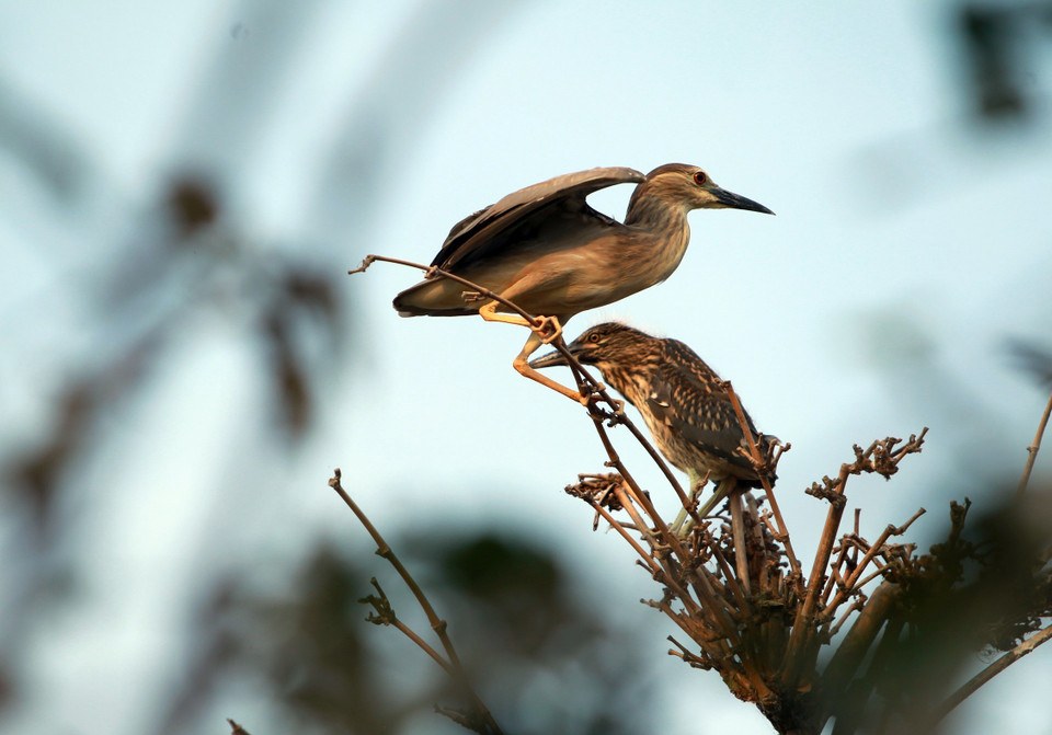 Cò về đậu trên những cành cây tại Đảo cò ở thành phố Hưng Yên. (Ảnh: Phạm Kiên/TTXVN)