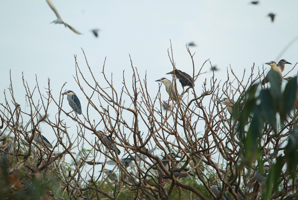 Cò về đậu trên những cành cây tại Đảo cò ở thành phố Hưng Yên. (Ảnh: Phạm Kiên/TTXVN)