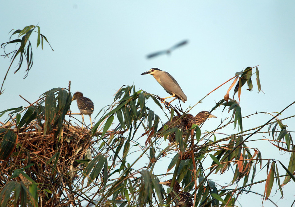 Cò về đậu trên những cành tre, cành trúc tại đảo cò. (Ảnh: Phạm Kiên/TTXVN)