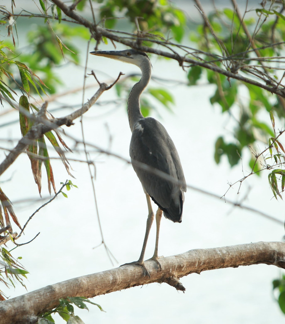 Cò về đậu trên những cành cây tại Đảo cò ở thành phố Hưng Yên. (Ảnh: Phạm Kiên/TTXVN)