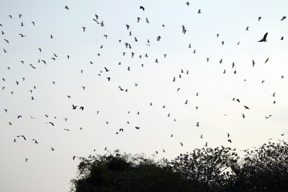 Sáng sớm hoặc chiều tà là lúc từng đàn cò bay lượn rợp một góc trời. (Ảnh: Phạm Kiên/TTXVN)
