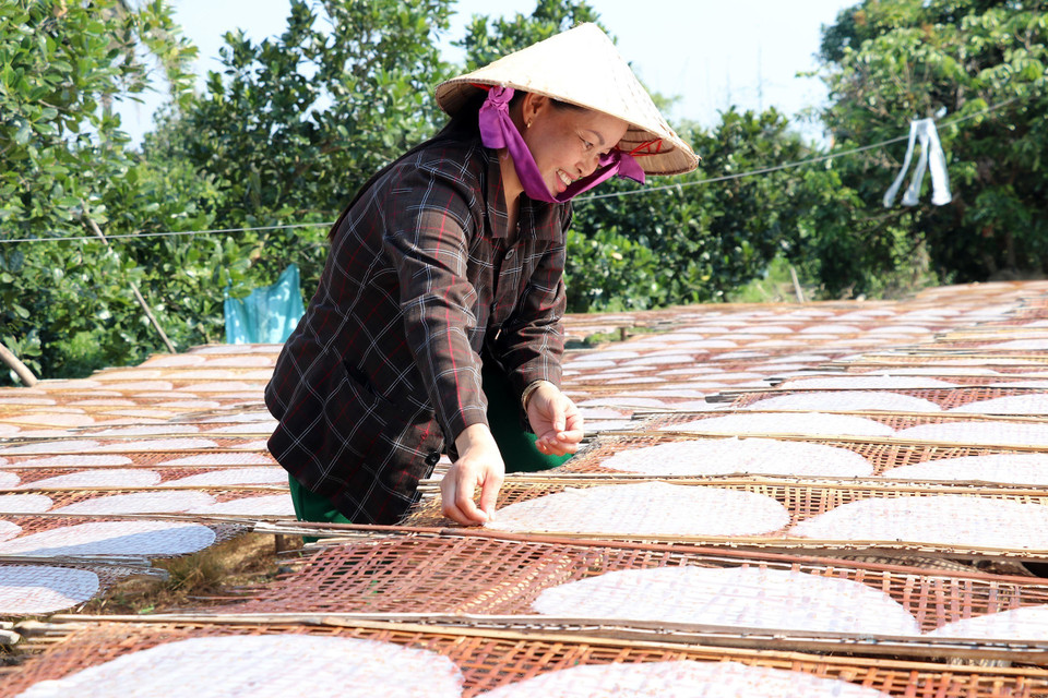 Công đoạn phơi bánh tráng. (Ảnh: Hữu Chí/TTXVN)