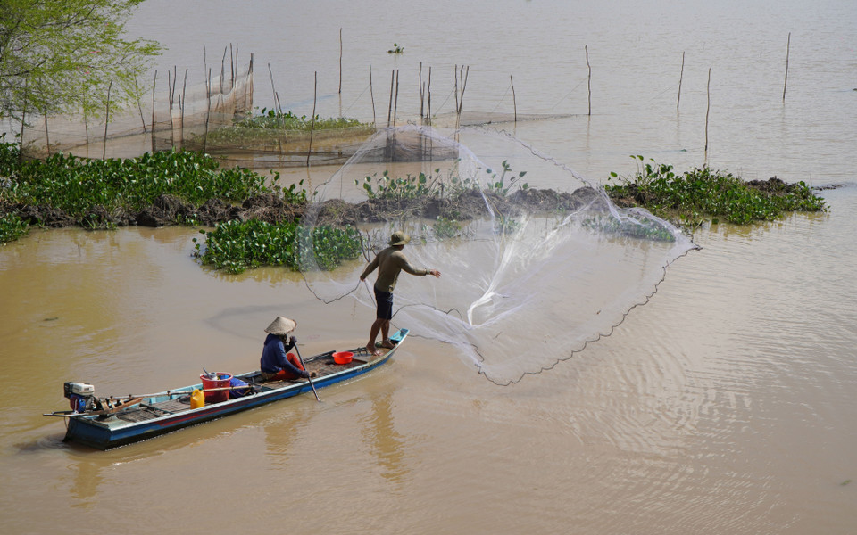 Hiện nay, nước lũ đang rút nhanh tại các địa phương đầu nguồn của tỉnh Đồng Tháp. Các cánh đồng tháo nước ra để làm đất, chuẩn bị xuống giống vụ lúa Đông-Xuân, những loại thủy sản trên đồng ruộng bắt đầu bơi ra các nhánh sông. Trong mùa cá ra sông, người dân có thêm nguồn thu nhập đáng kể nhờ đánh bắt được nhiều loại cá như: cá chạch, cá lăng, cá chốt, cá linh. (Ảnh: Nhựt An/TTXVN)
