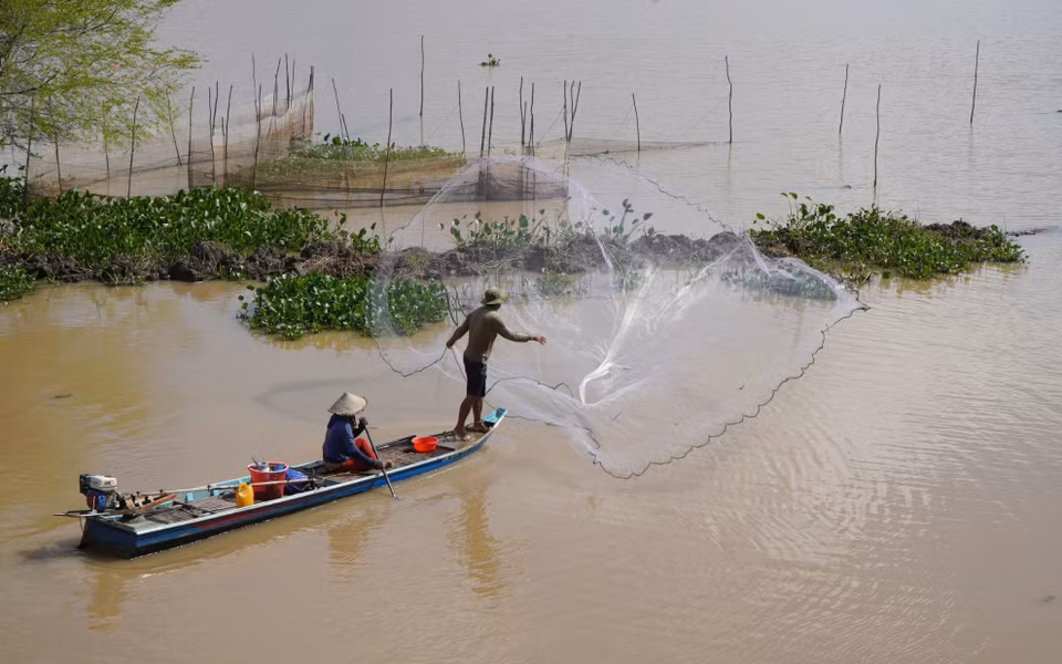 Hiện nay, nước lũ đang rút nhanh tại các địa phương đầu nguồn của tỉnh Đồng Tháp. Các cánh đồng tháo nước ra để làm đất, chuẩn bị xuống giống vụ lúa Đông-Xuân, những loại thủy sản trên đồng ruộng bắt đầu bơi ra các nhánh sông. Trong mùa cá ra sông, người dân có thêm nguồn thu nhập đáng kể nhờ đánh bắt được nhiều loại cá như: cá chạch, cá lăng, cá chốt, cá linh. (Ảnh: Nhựt An/TTXVN)